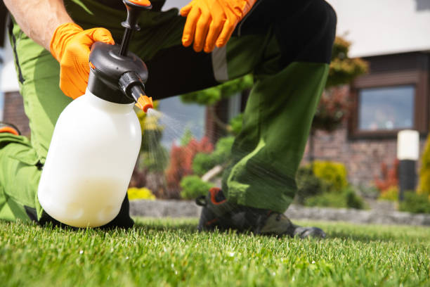 Best Wasp Removal Services  in Lake Ridge, VA
