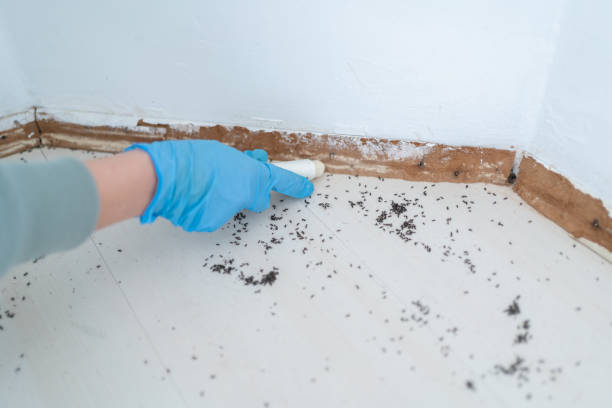 Best Pest Control Near Me in Lake Ridge, VA