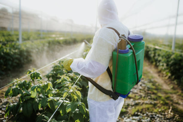 Best Termite Control Services  in Lake Ridge, VA